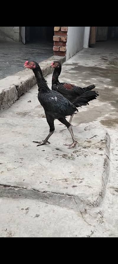 pure Burma baap back footer maa front footer