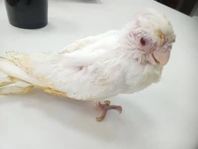 Eno pied hand feed py h