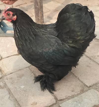 Bantam Hens. 2 female only