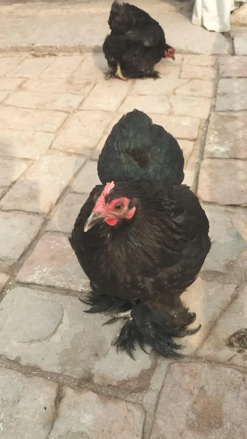 Bantam Hen. 1 female only — photo 3