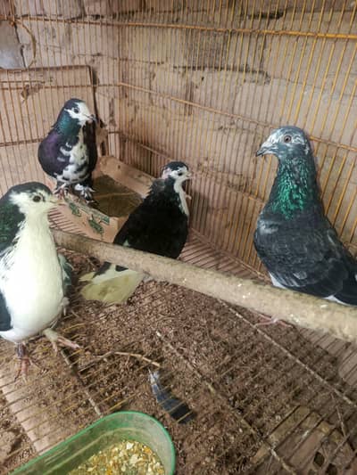 beautifull and healthy