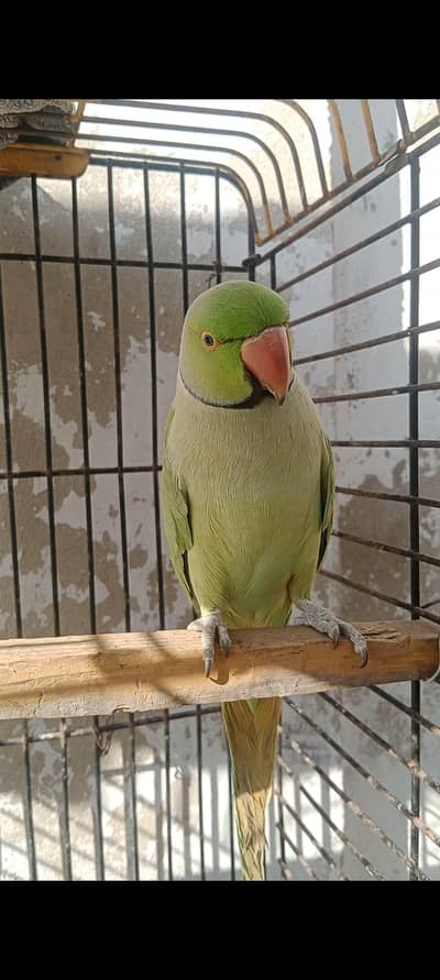 Healthy Green Ringneck Parrot (Tota) For Sale