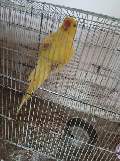 yellow ringneck pair