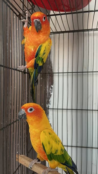 Sun Conure Pair for Sale (DNA Verified)