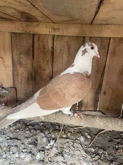 Beautiful Fancy Breeder Pair Urgent Sale