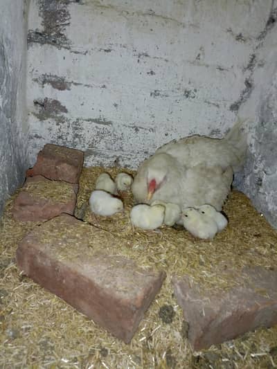 heera aseel chicks for sell