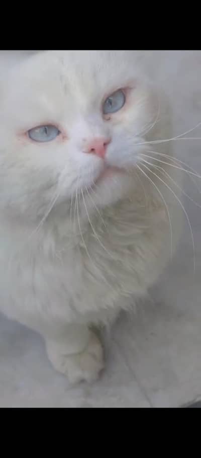 Persian triple coated cat
