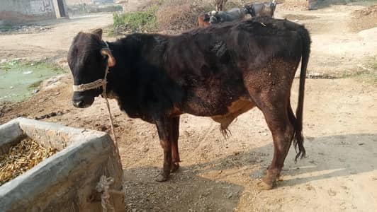 تقریباً ڈیڑھ سال