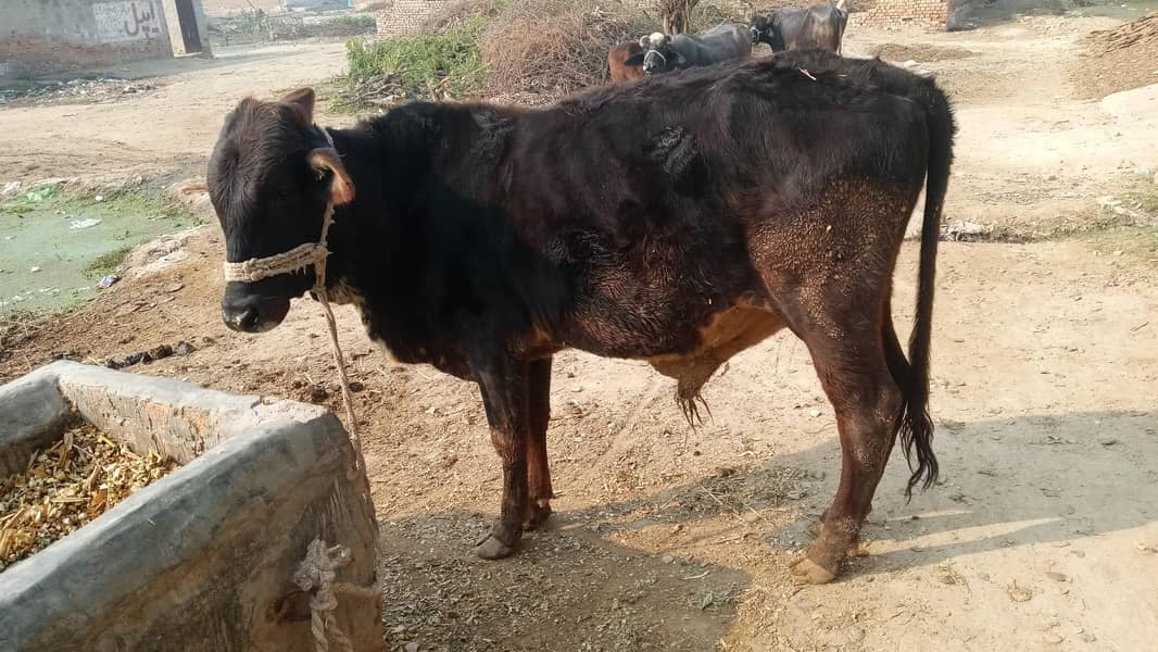 تقریباً ڈیڑھ سال 0