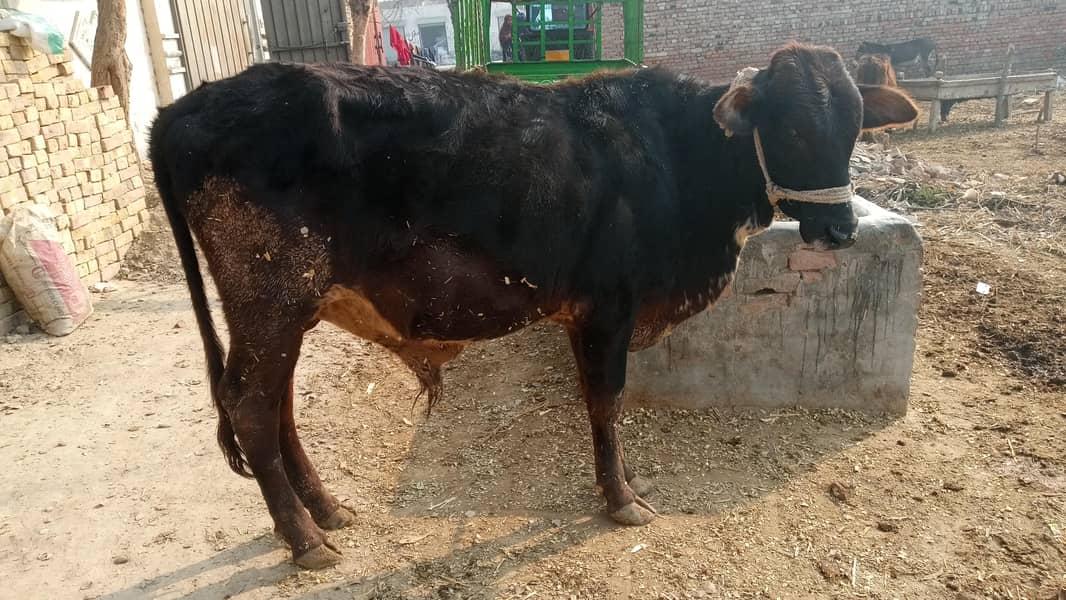 تقریباً ڈیڑھ سال 1