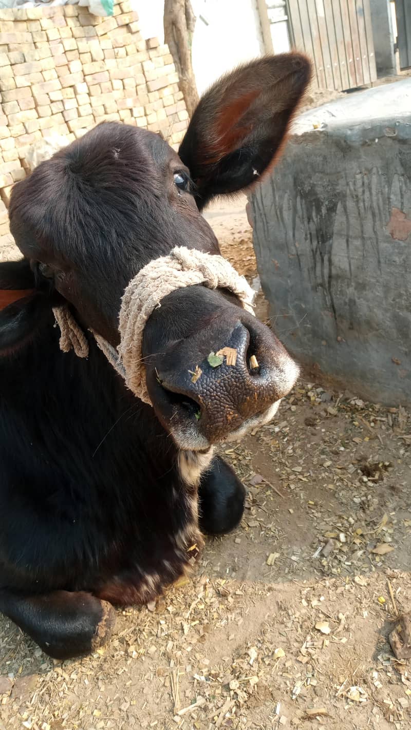 تقریباً ڈیڑھ سال 2