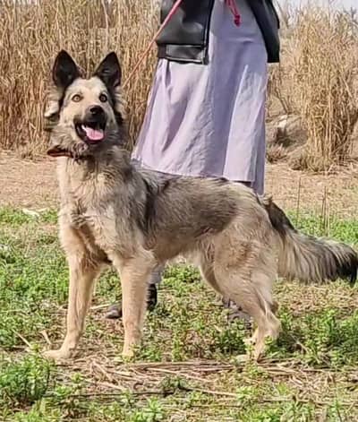 bigyari female age 9 month home full security guardian for sale