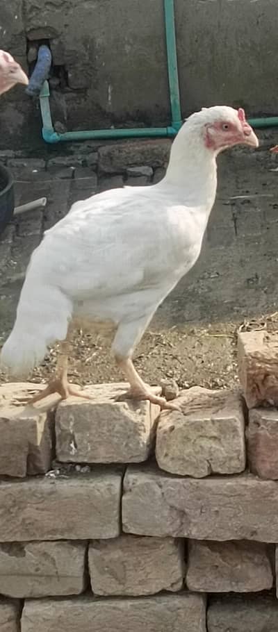 Zero Size Heera Blue Eye Ring Female