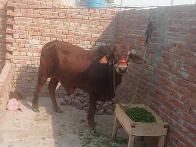 Sahiwal bull