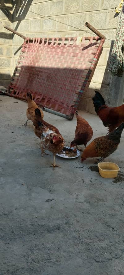 ande wali murgiya 03102230680