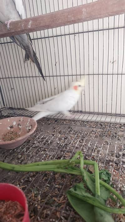 cocktails and love birds