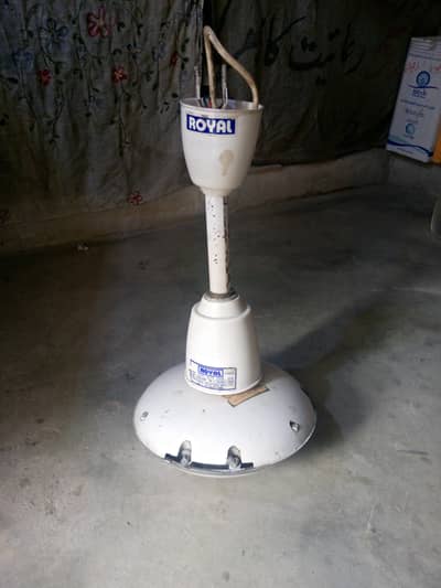 Royal  fan