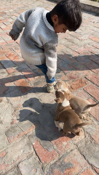 pitbull puppies for sale