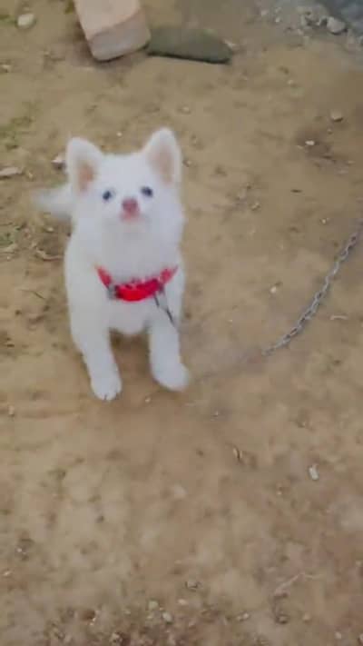 Russian puppy for sale