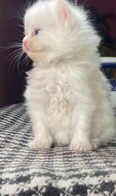 tripple coated 1 month fluffy kittens 2 male and 1 female