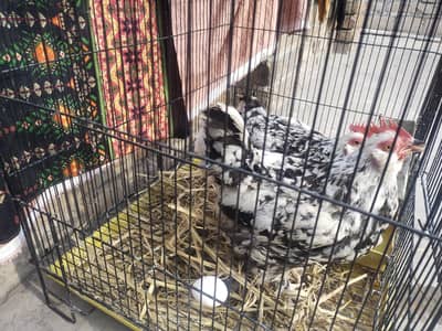 2 Female Black Mottled Bantam With Cage