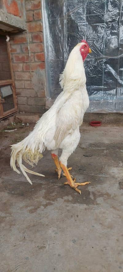 white shamo trio pair shamo