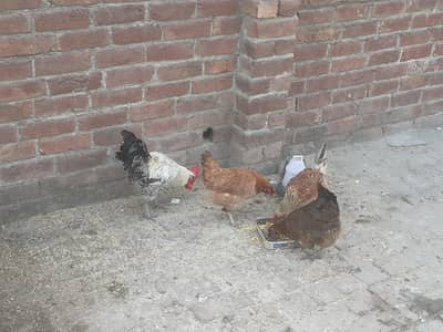 1 male 3 female urgent sale 03062354681