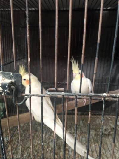 Sun conure and Cocktail for sale