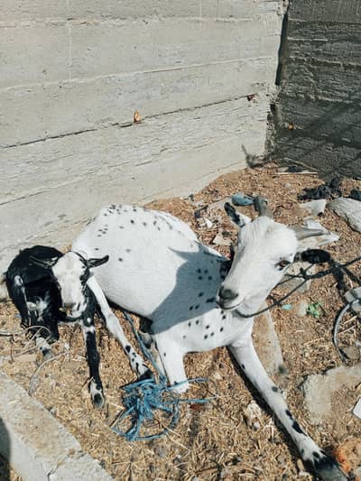 Teedy Bakri Bache k sath