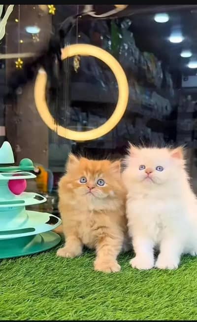 persian kittens