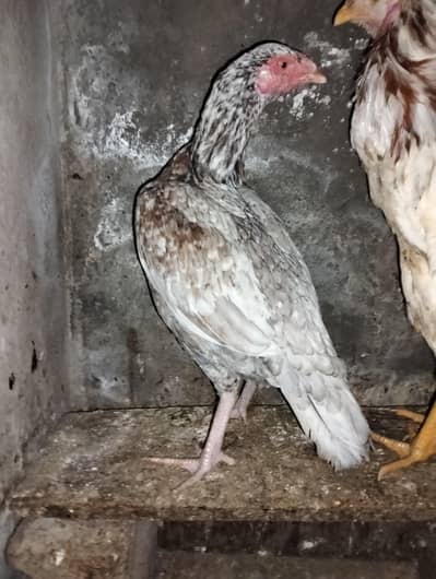 Aseel Silver Salaiti Hen