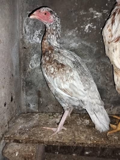 Aseel Silver Salaiti Hen