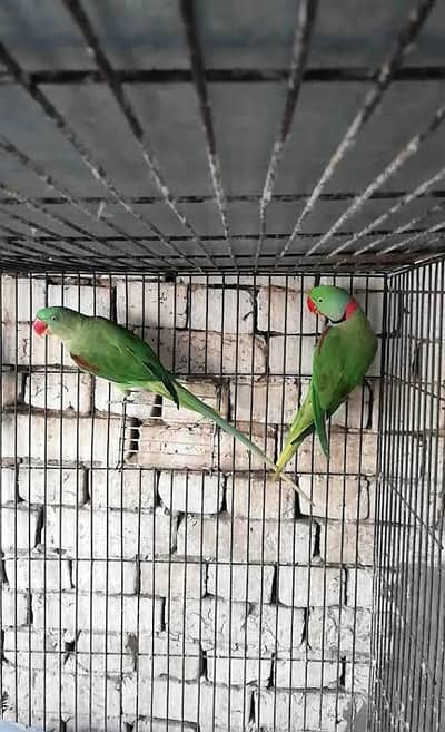 Breeder pair