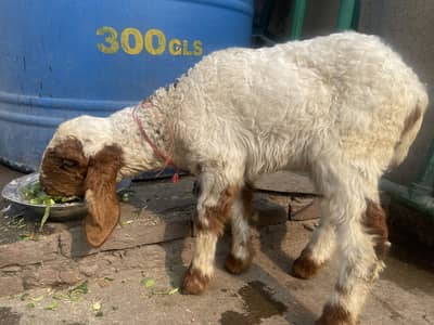 Young female with female kid for sale