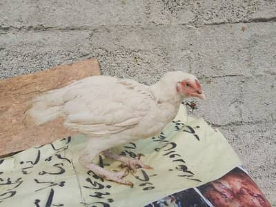 Aseel heeri Madi high quality