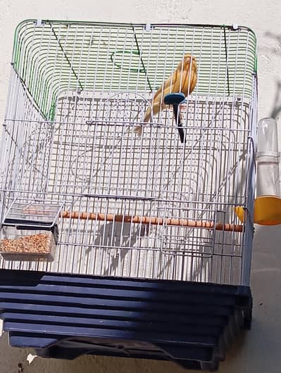 canary start singing male