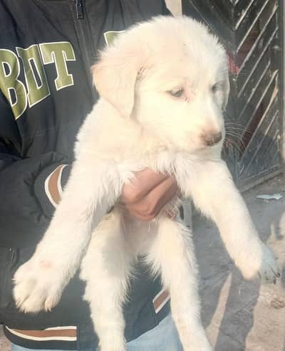 03475981324 all puppy available