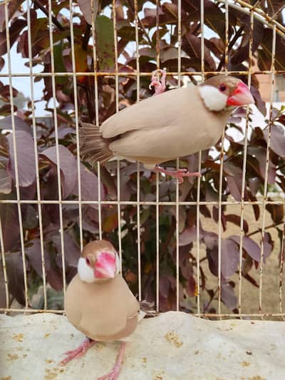 2 fawan java male breeder available