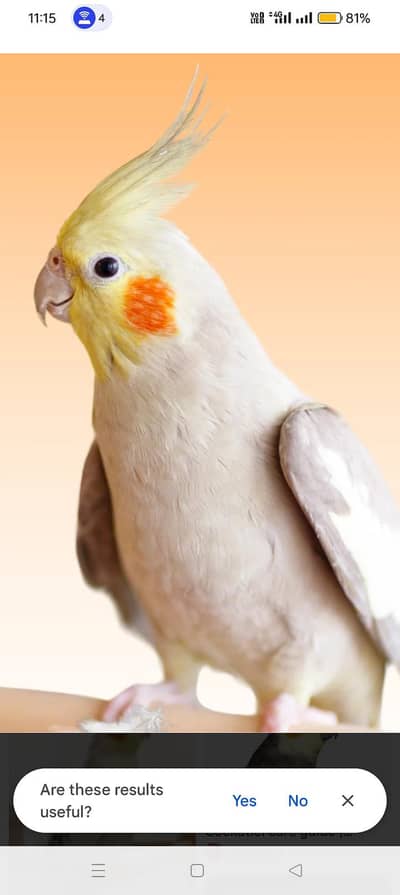 singing  love birds pair