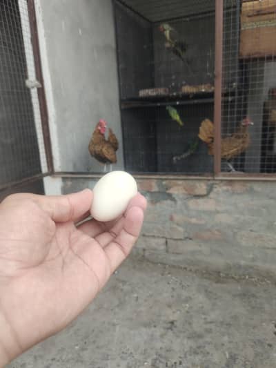 golden sebrite eggs fresh