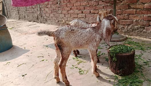 makkhi cheeni 2 female