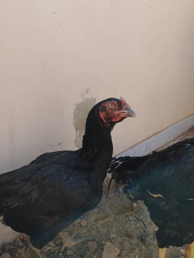 pure Aseel Lasani Family