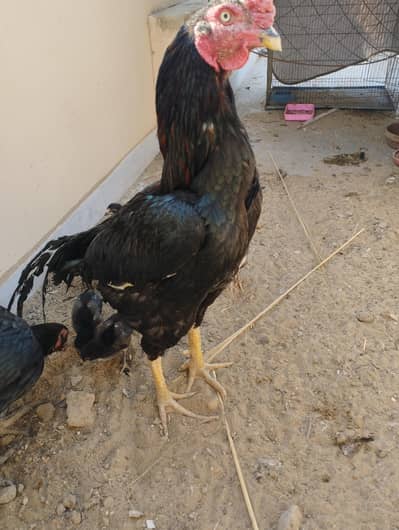 pure Aseel Lasani Rooster and chicks