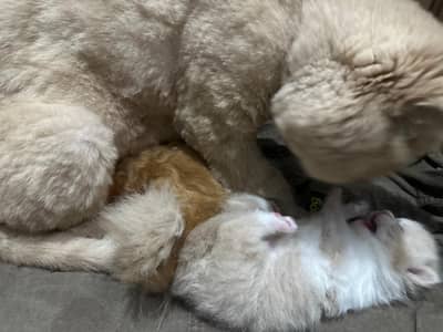 Kittens cute little playful