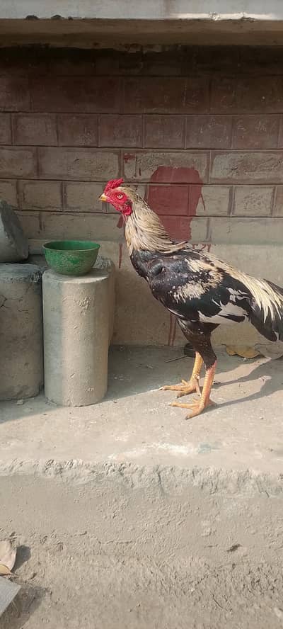 Pure Aseel murga /aseel pathy murgy/Aseel (03094365431)