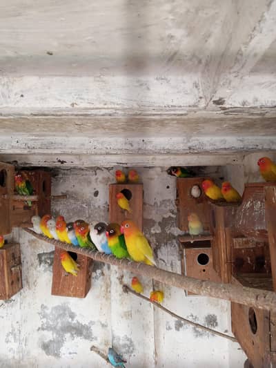 All bards baredar split red ai