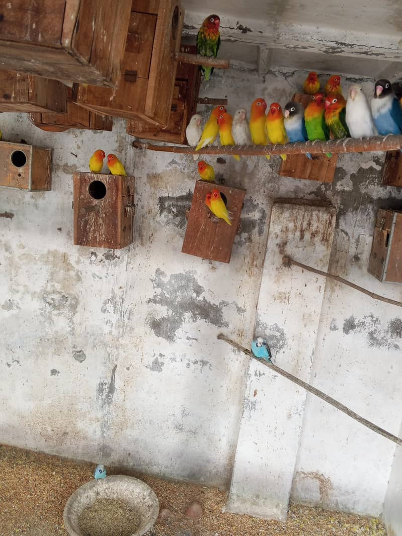 All bards baredar split red ai 1