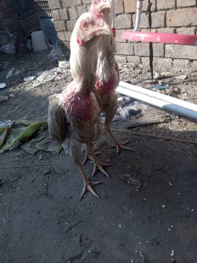 Pure White Heera Aseel