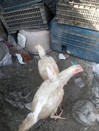 Pure White Heera Aseel