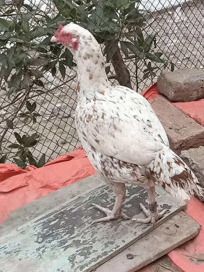 aseel female for sale pure white